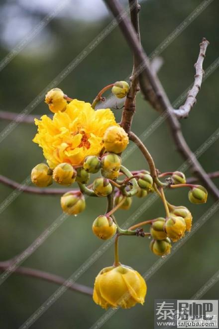 泰国皇太后大学各色植株