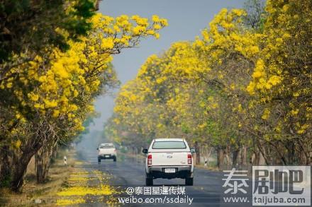 泰国唯美花道