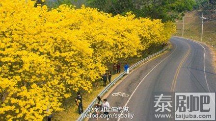 泰国旅游:皇太后大学内金黄风铃木花开遍地金黄