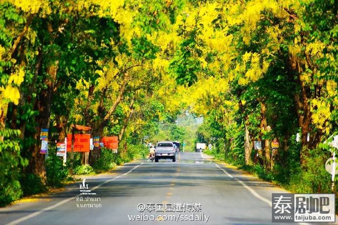 泰国国花金链花道路