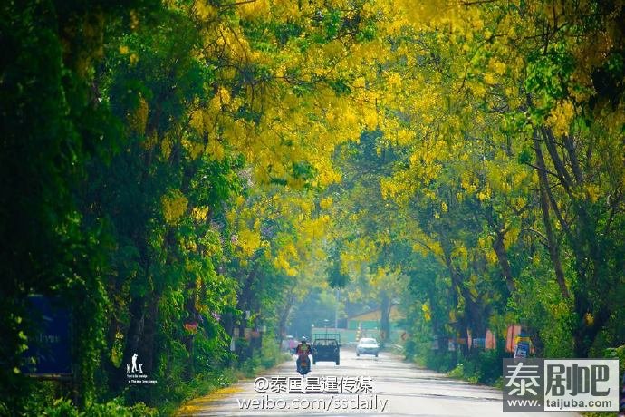 泰国国花金链花道路