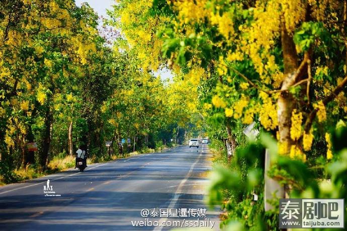 泰国国花金链花道路