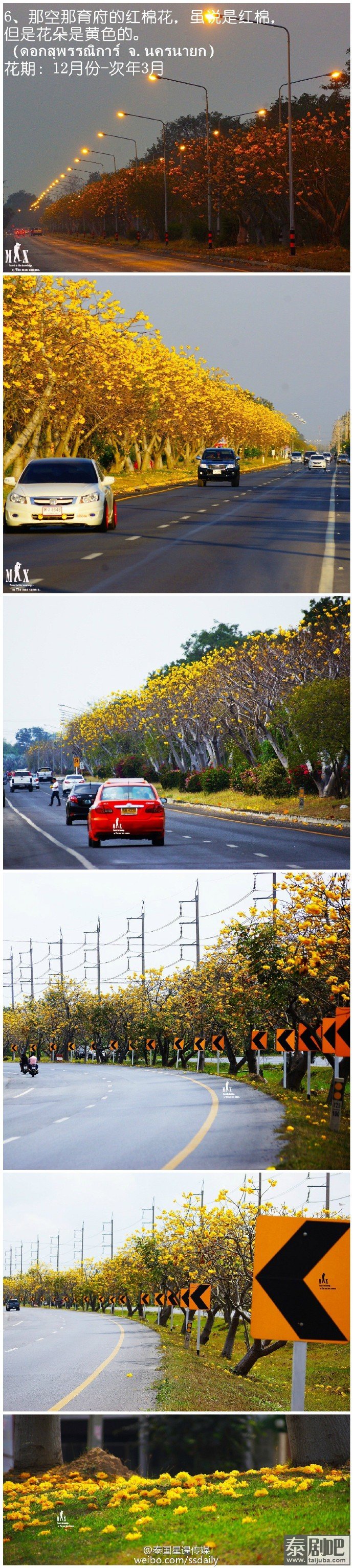 泰国美丽花海