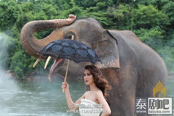 泰国小姐与大象写真照