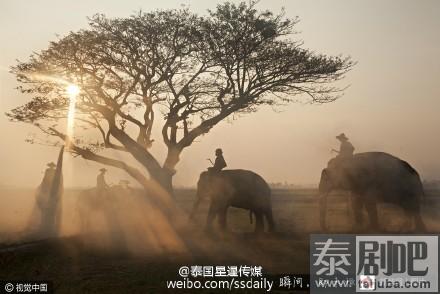 泰国大象晨间踏尘而行