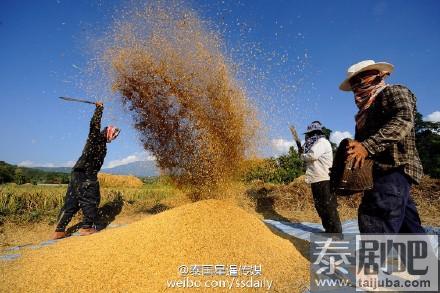 泰国或重夺全球大米出口第一