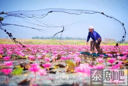 泰国邬隆府红莲