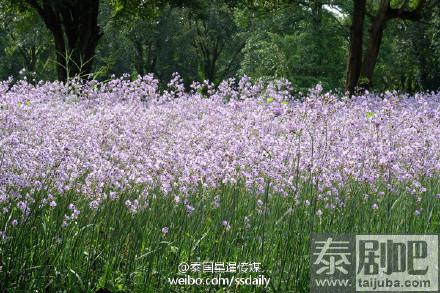 泰国旅游:冬季来临一起畅游巴真武里府紫色花海