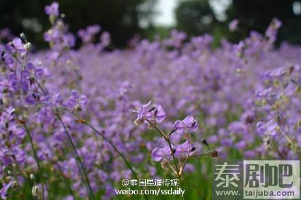 泰国旅游:冬季来临一起畅游巴真武里府紫色花海