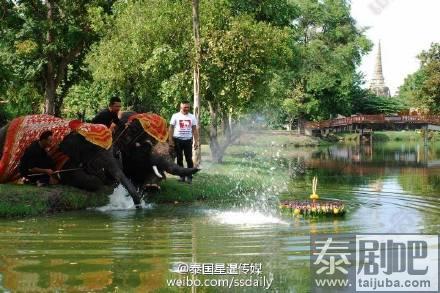 泰国大城府象园大象