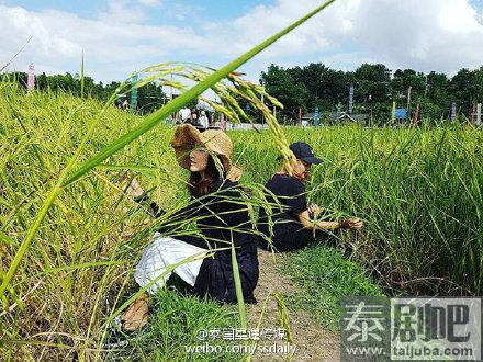 泰星Pancake素林府亲自下田干农活