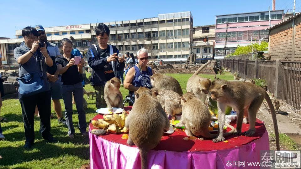 泰国华富里府猴宴活动照