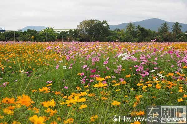 泰国旅游:清迈Muang Kaen花海美景