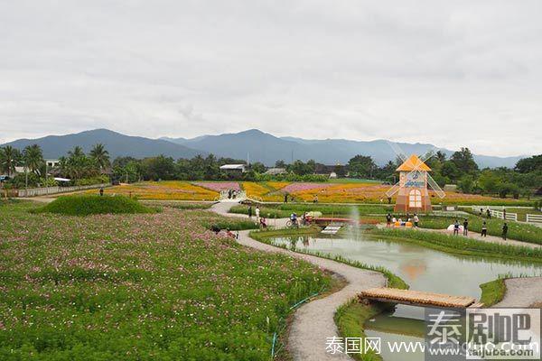 泰国旅游:清迈Muang Kaen花海美景