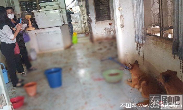 奇闻:泰国一住户生病住院 家中狗狗饿到啃食同类尸体场面残忍