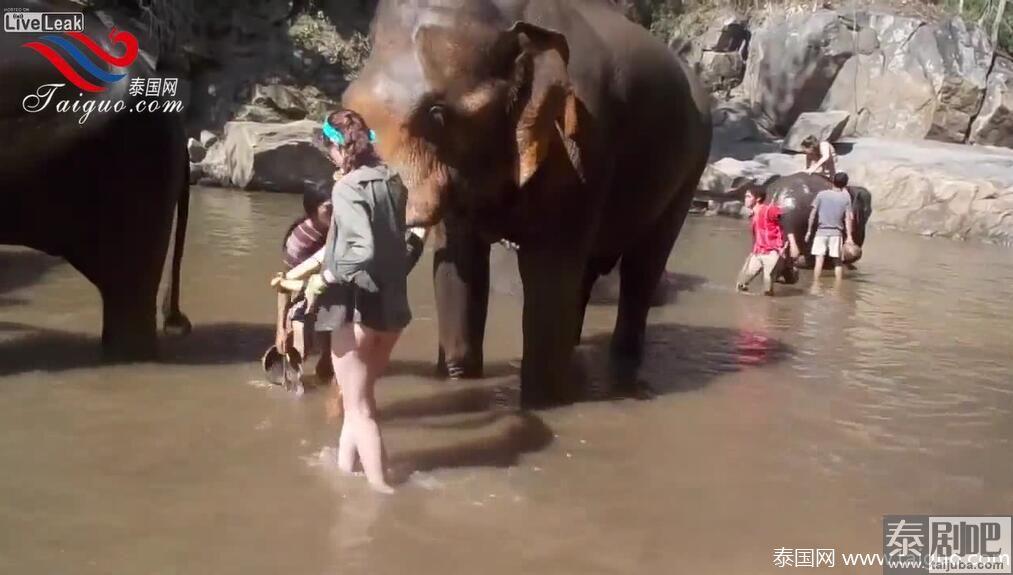 外籍女泰国旅游被大象顶飞