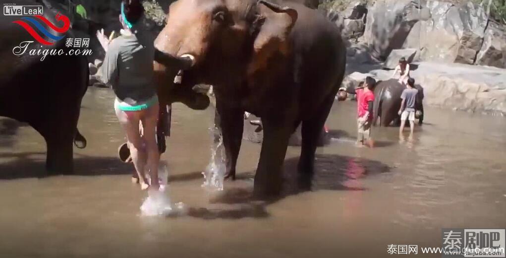 外籍女泰国旅游被大象顶飞