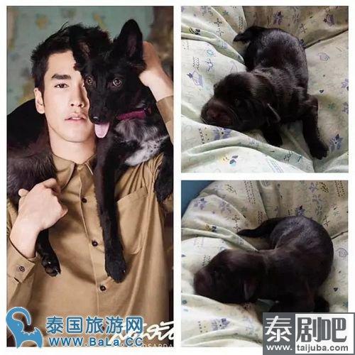 泰星Nadech家的狗狗生啦