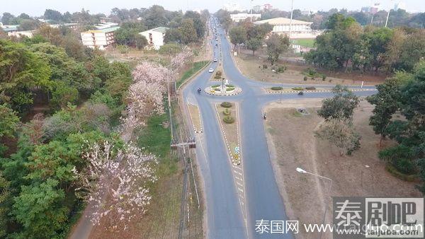 泰国孔敬大学迎来浪漫樱花季