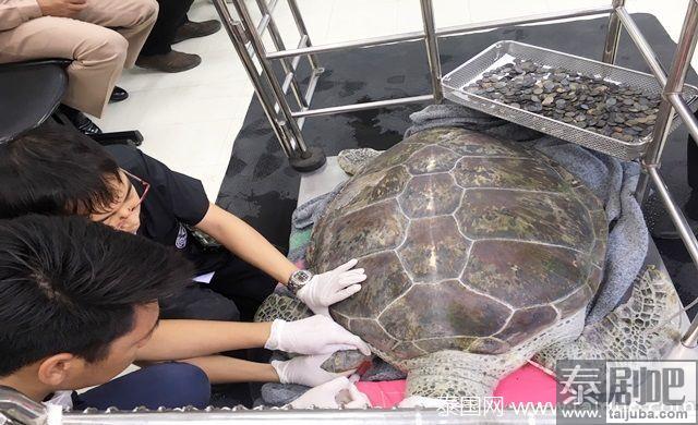 泰国误食硬币的海龟治疗无效死亡