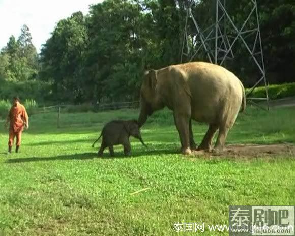 世界上最小象死亡身高仅54厘米