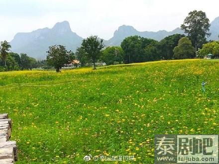 泰国华富里府大波斯菊园