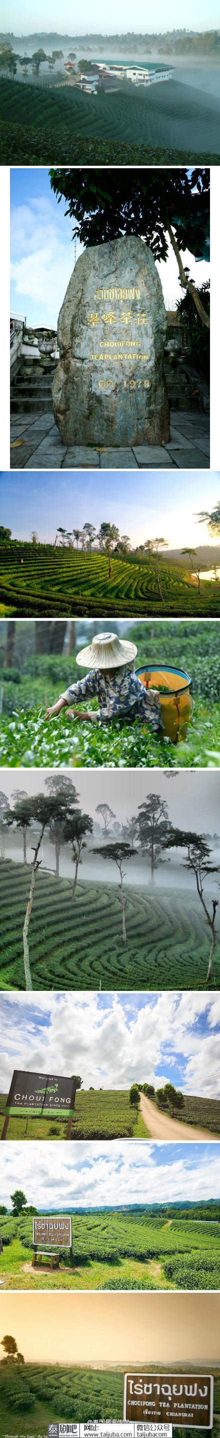 泰国清莱府翠峰茶庄