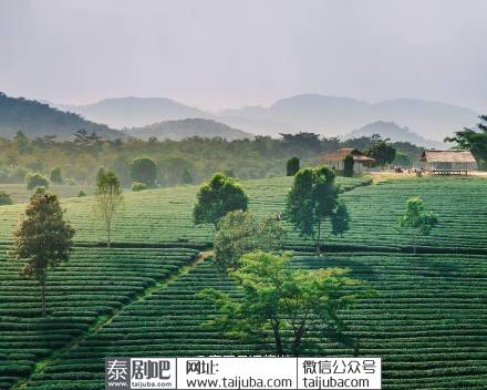 泰国清莱府翠峰茶庄