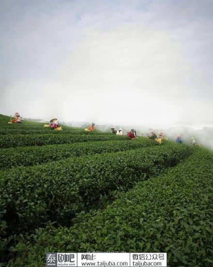 泰国清莱府翠峰茶庄