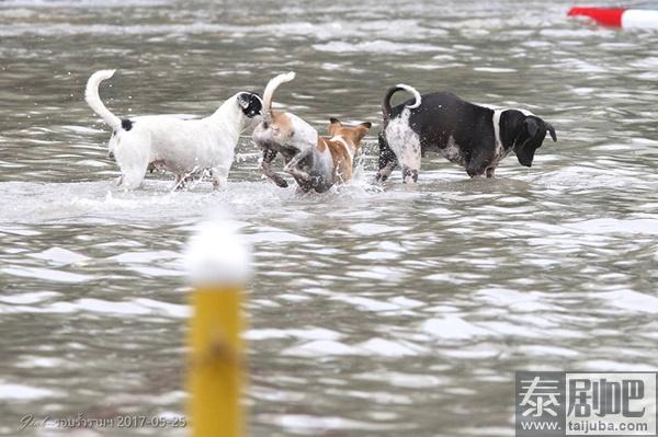 泰国曼谷连降暴雨