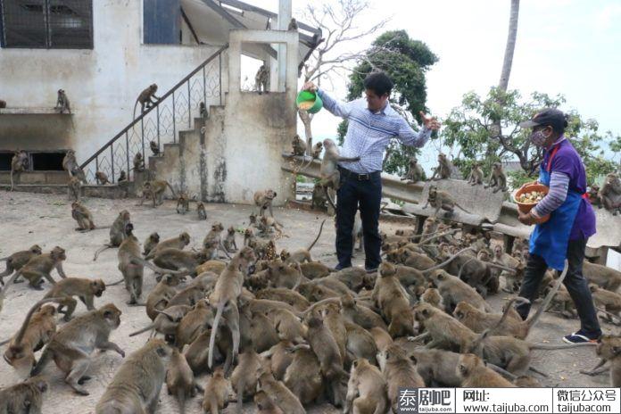 泰国华欣筷子山猴群下山