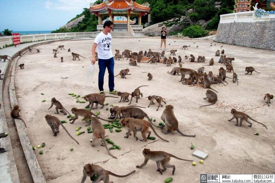 泰国华欣筷子山猴群下山