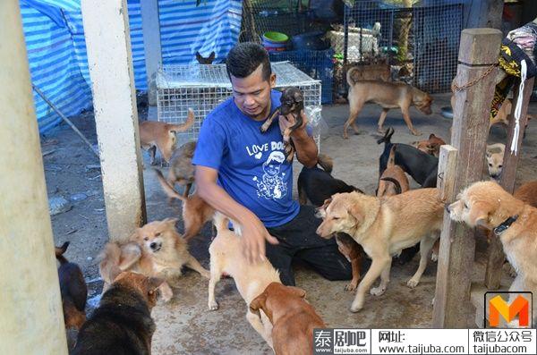 泰国喜剧演员巴帕收养200多只流浪狗